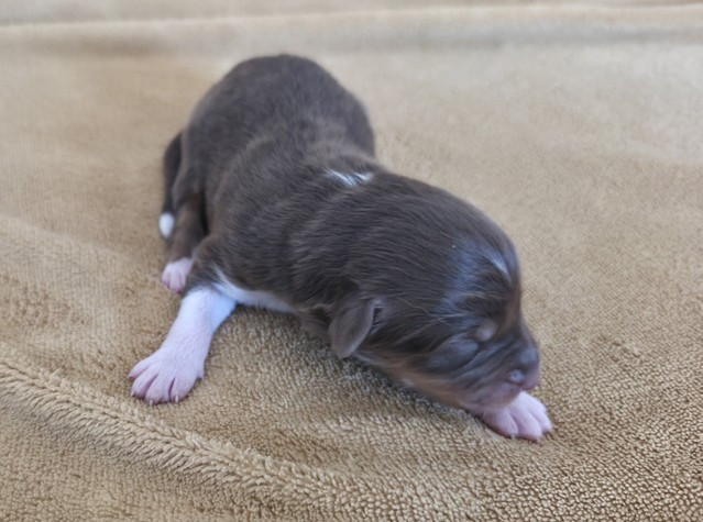 Du Prieure De Saint Cyr - Chiots disponibles - Berger Australien