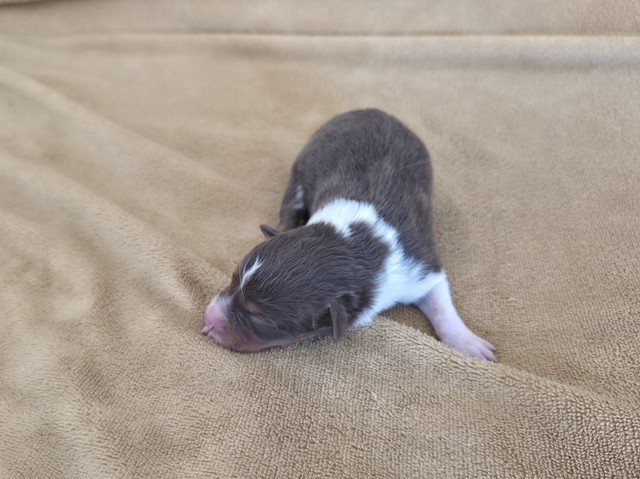 Du Prieure De Saint Cyr - Chiots disponibles - Berger Australien