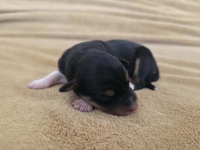 Du Prieure De Saint Cyr - Chiots disponibles - Berger Australien