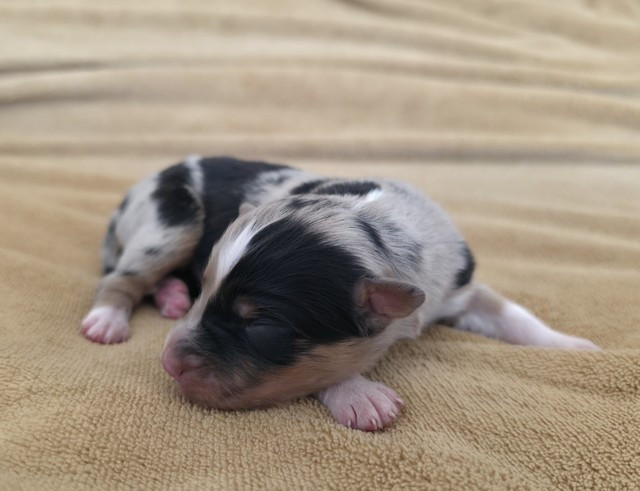 Du Prieure De Saint Cyr - Chiots disponibles - Berger Australien
