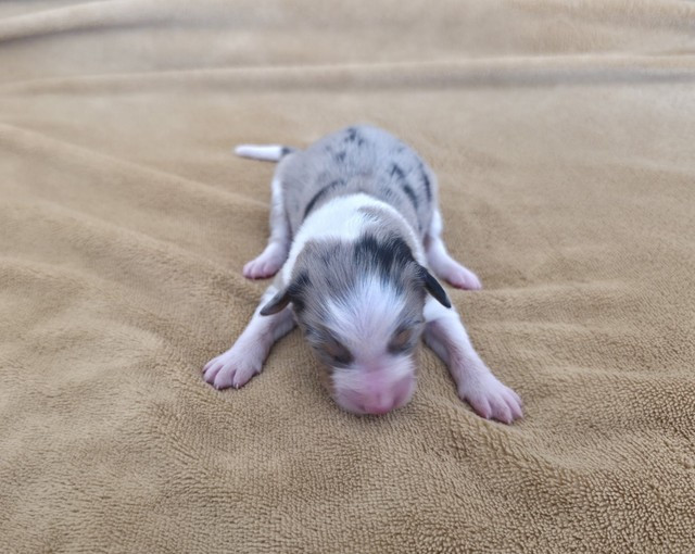 Du Prieure De Saint Cyr - Chiots disponibles - Berger Australien