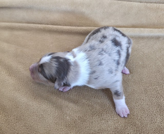 Du Prieure De Saint Cyr - Chiots disponibles - Berger Australien