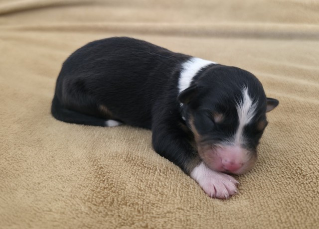 Du Prieure De Saint Cyr - Chiots disponibles - Berger Australien