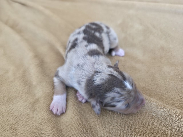 Du Prieure De Saint Cyr - Chiots disponibles - Berger Australien