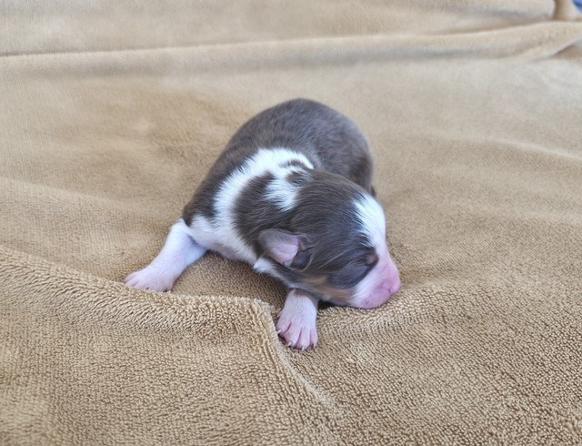 Du Prieure De Saint Cyr - Chiots disponibles - Berger Australien