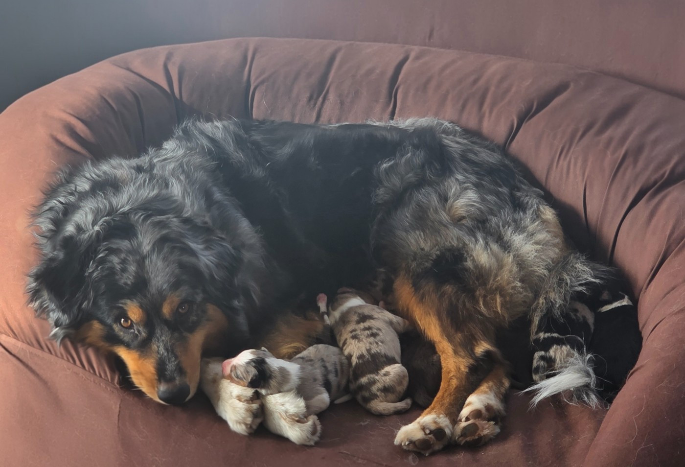 Chiot Berger Australien Du Prieure De Saint Cyr