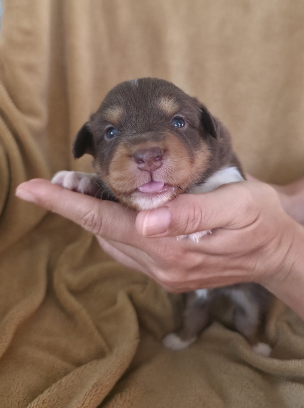 Du Prieure De Saint Cyr - Chiots disponibles - Berger Australien
