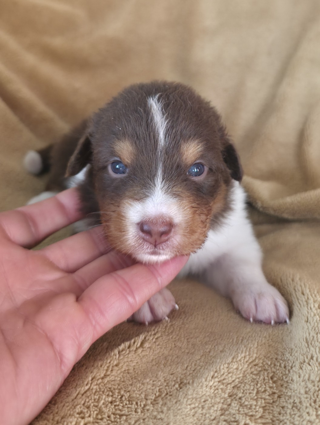 Du Prieure De Saint Cyr - Chiots disponibles - Berger Australien