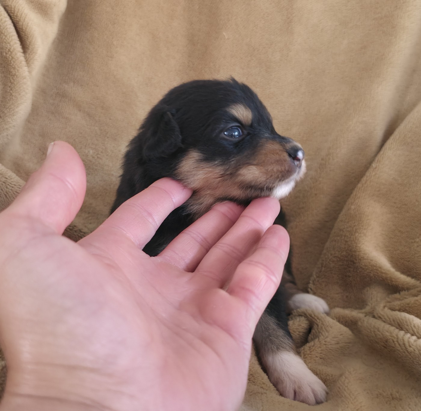 Du Prieure De Saint Cyr - Chiots disponibles - Berger Australien