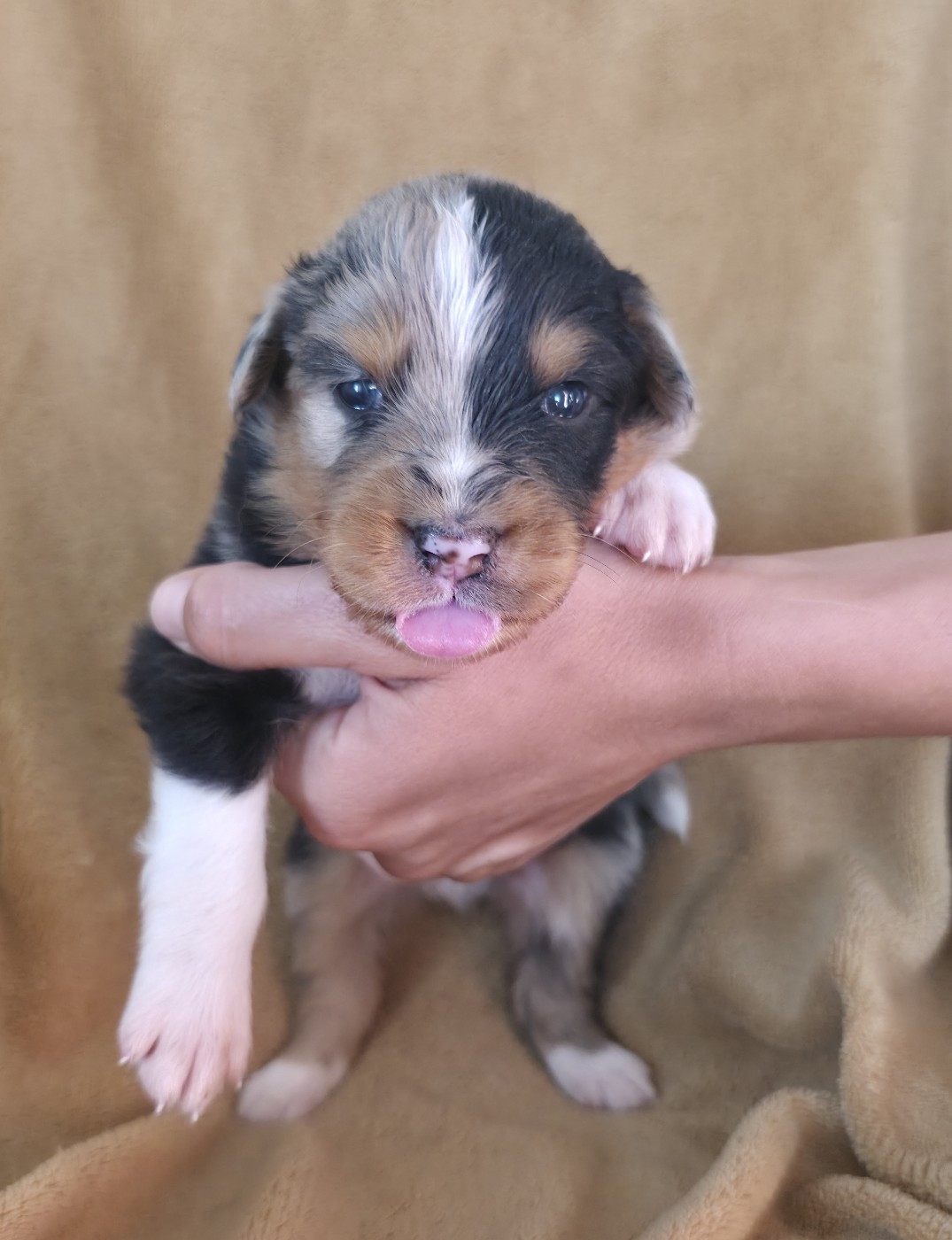 Du Prieure De Saint Cyr - Chiots disponibles - Berger Australien