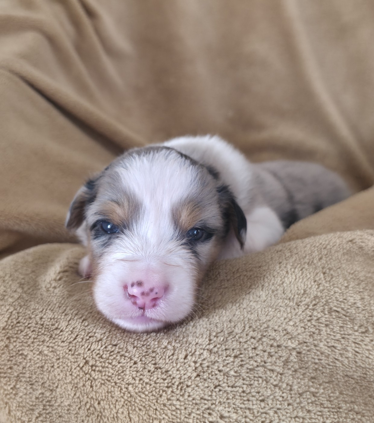 Du Prieure De Saint Cyr - Chiots disponibles - Berger Australien
