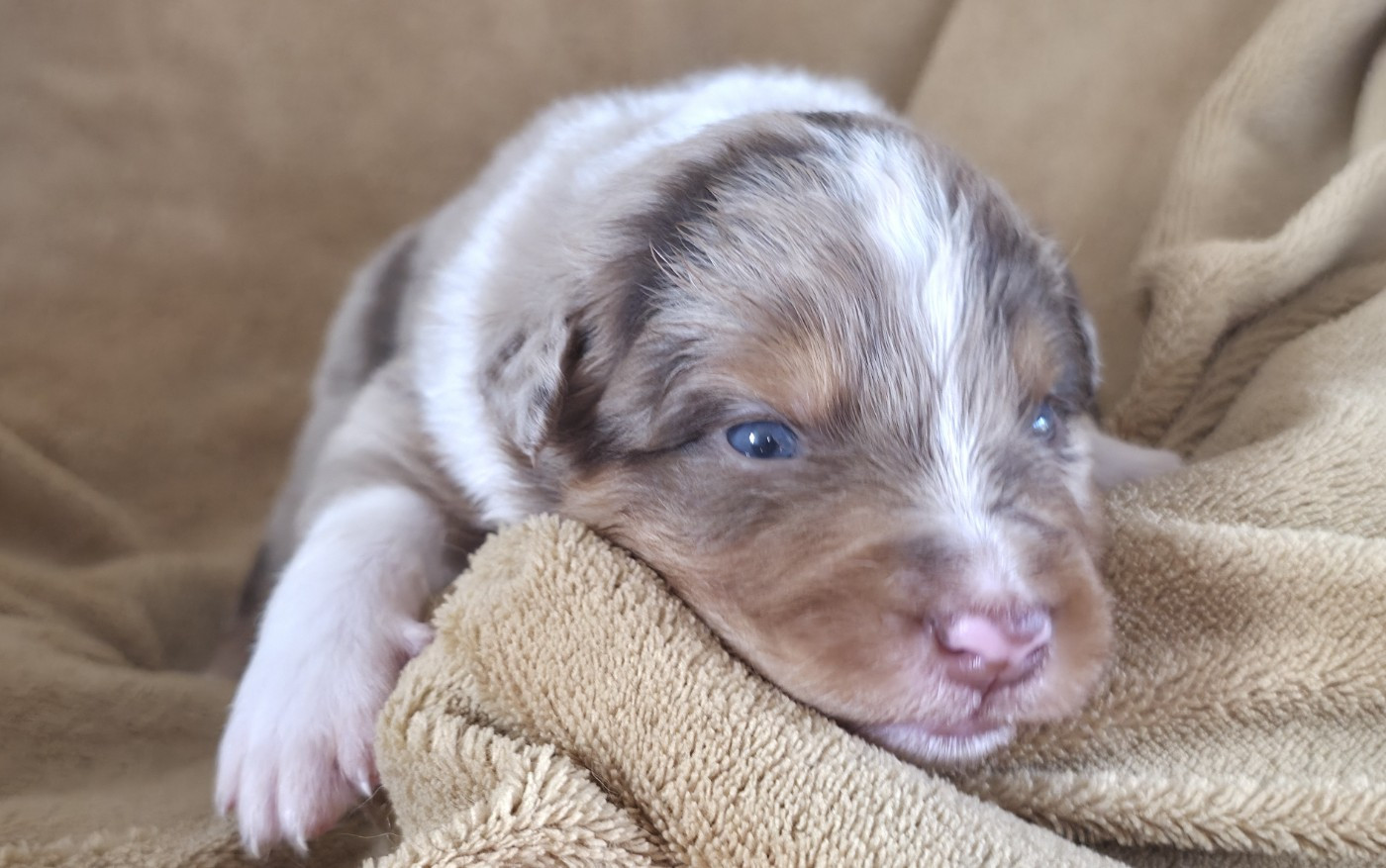 Du Prieure De Saint Cyr - Chiots disponibles - Berger Australien