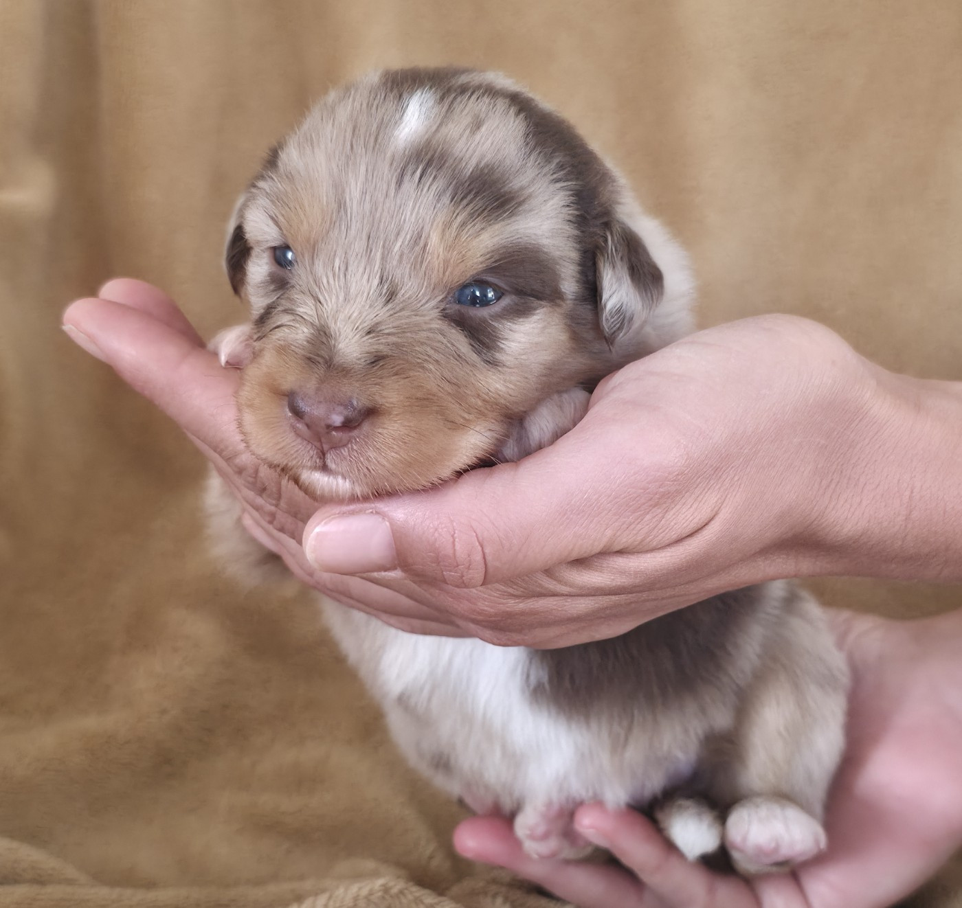 Du Prieure De Saint Cyr - Chiots disponibles - Berger Australien