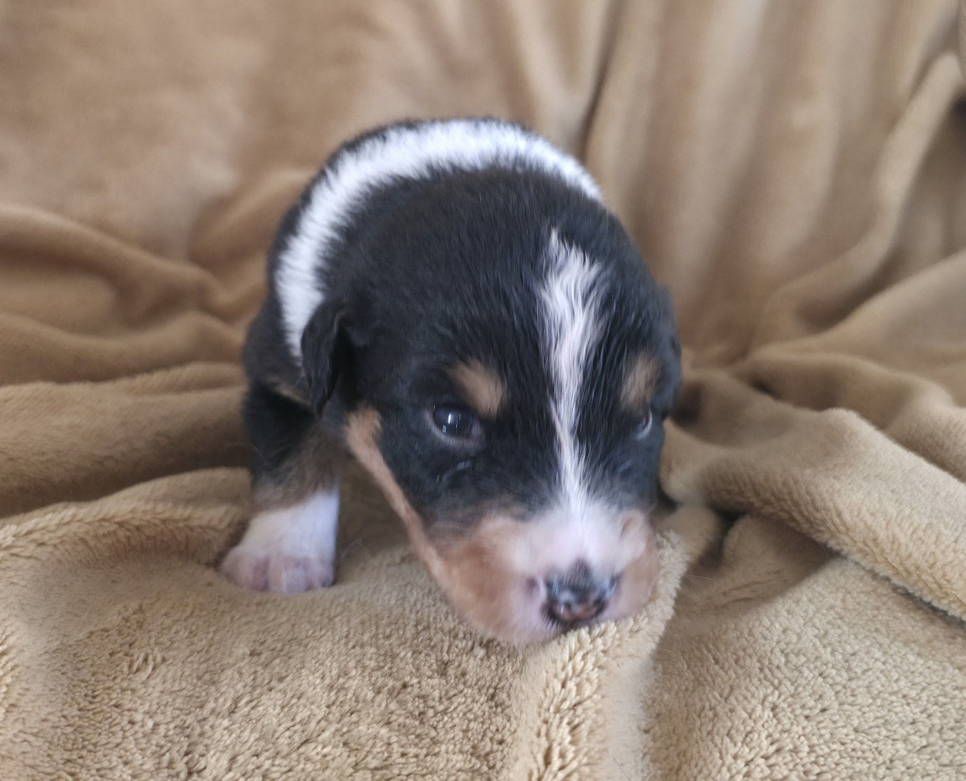 Du Prieure De Saint Cyr - Chiots disponibles - Berger Australien