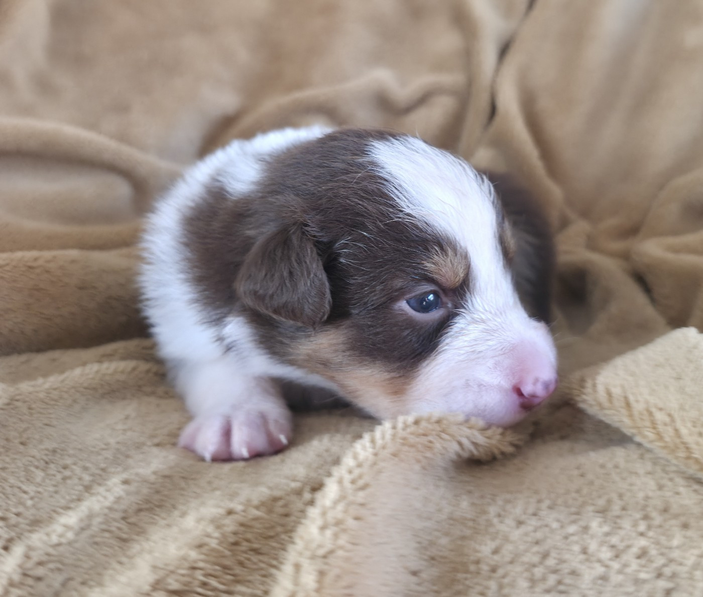 Du Prieure De Saint Cyr - Chiots disponibles - Berger Australien