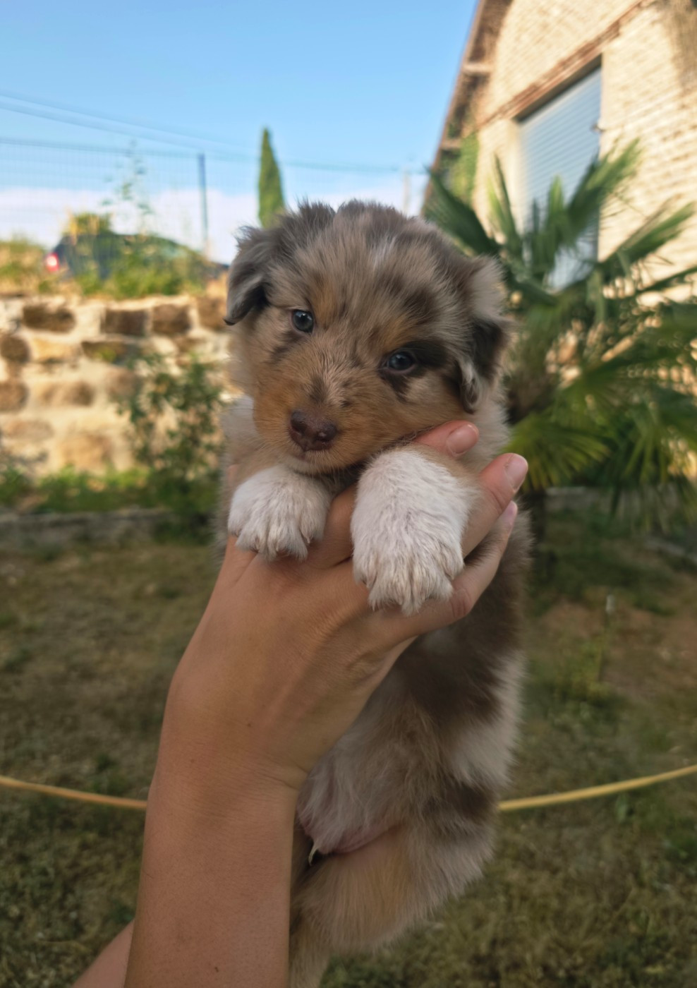 Du Prieure De Saint Cyr - Chiots disponibles - Berger Australien